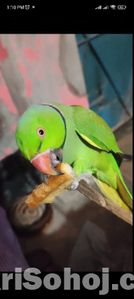 রিংনেট পুরুষ টিয়া